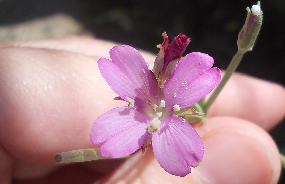 fiore rosa - Epilobium sp.